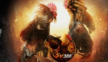 SV388 – Nhà Cái Cung Cấp Đá Gà và Casino Chất Lượng Hàng Đầu Châu Á